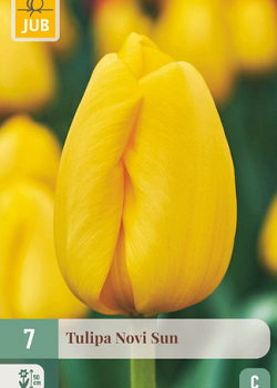 X   7 TULIPA NOVI SUN 11/12