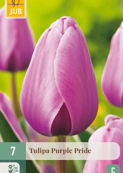 X   7 TULIPA PURPLE PRIDE 11/12