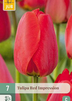 X   7 TULIPA RED IMPRESSION 11/12
