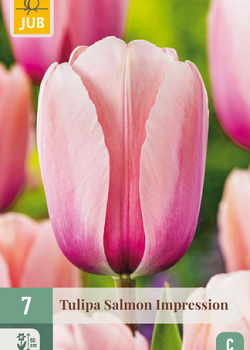 X   7 TULIPA SALMON IMPRESSION 11/12