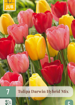 X   7 TULIPA DARWIN HYBRIDE MIX 11/12