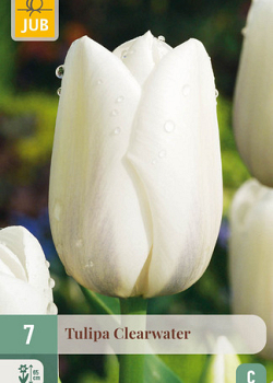 X   7 TULIPA CLEARWATER 11/12