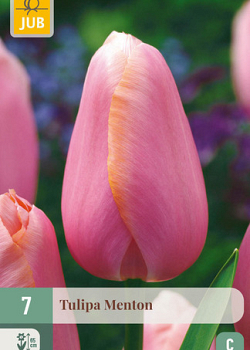 X   7 TULIPA MENTON 11/12