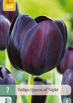 X   7 TULIPA QUEEN OF NIGHT 11/12