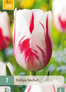 X   7 TULIPA SORBET 11/12