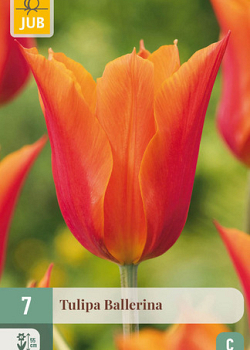 X   7 TULIPA BALLERINA 11/12