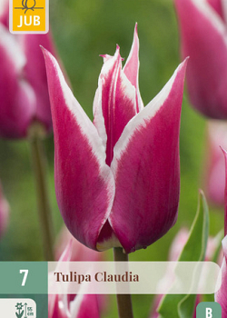 X   7 TULIPA CLAUDIA 11/12