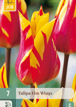 X   7 TULIPA FIRE WINGS 11/12
