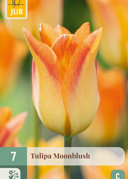 X   7 TULIPA MOONBLUSH 11/12