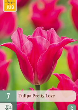 X   7 TULIPA PRETTY LOVE 11/12