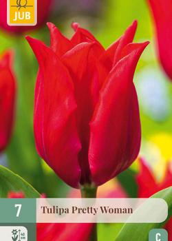 X   7 TULIPA PRETTY WOMAN 11/12