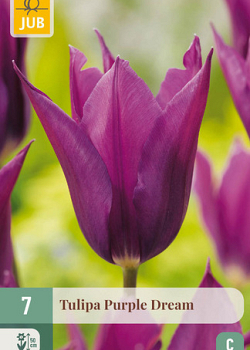X   7 TULIPA PURPLE DREAM 11/12