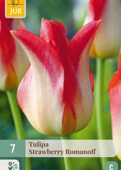 X   7 TULIPA STRAWBERRY ROMANOFF 11/12