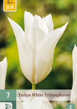 X   7 TULIPA WHITE TRIUMPHATOR 11/12