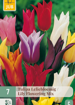 X   7 TULIPA LELIEBLOEMIG MIX 11/12