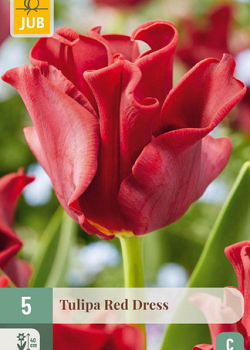 X   5 TULIPA RED DRESS 11/12