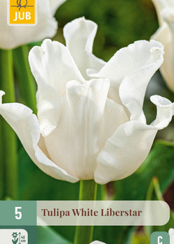 X   5 TULIPA WHITE LIBERSTAR 10/11