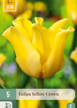 X   5 TULIPA YELLOW CROWN 11/12