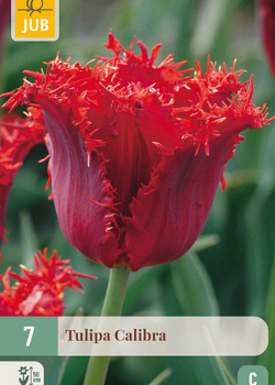 X   7 TULIPA CALIBRA 11/12