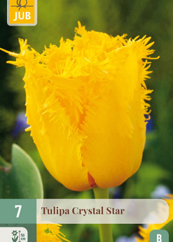 X   7 TULIPA CRYSTAL STAR 11/12