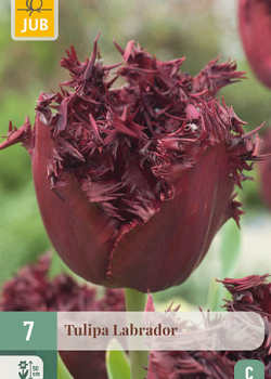 X   7 TULIPA LABRADOR 11/12