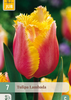 X   7 TULIPA LAMBADA 11/12