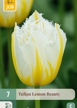 X   7 TULIPA LEMON BEAUTY 11/12