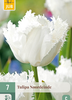 X   7 TULIPA NOORDEINDE 11/12