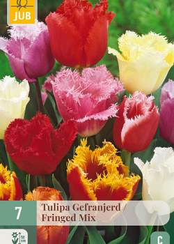 X   7 TULIPA GEFRANJERD MIX 11/12