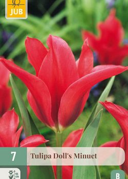 X   7 TULIPA DOLLS MINUET 11/12