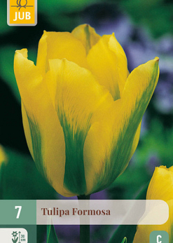 X   7 TULIPA FORMOSA 11/12