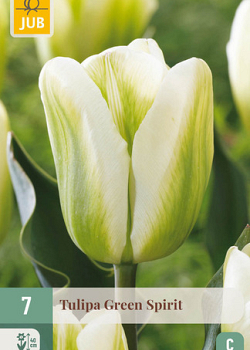 X   7 TULIPA GREEN SPIRIT 11/12