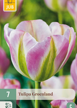X   7 TULIPA GROENLAND 11/12
