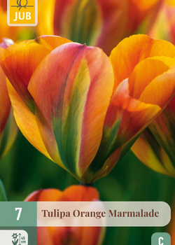 X   7 TULIPA ORANGE MARMALADE 11/12