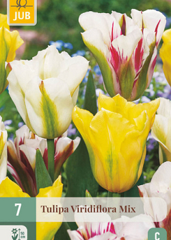X   7 TULIPA VIRIDIFLORA MIX 11/12