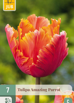 X   7 TULIPA AMAZING PARROT 11/12