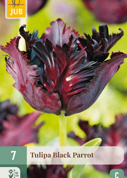 X   7 TULIPA BLACK PARROT 11/12
