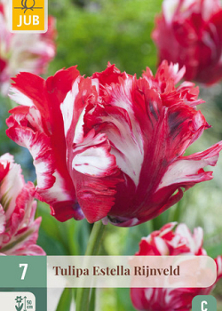 X   7 TULIPA ESTELLA RIJNVELD 11/12