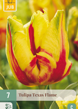 X   7 TULIPA TEXAS FLAME 11/12