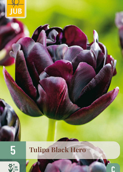 X   5 TULIPA BLACK HERO 11/12