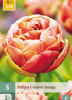 X   5 TULIPA COPPER IMAGE 11/12