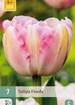 X   7 TULIPA FINOLA 11/12
