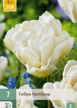 X   7 TULIPA NORTHCAP 11/12