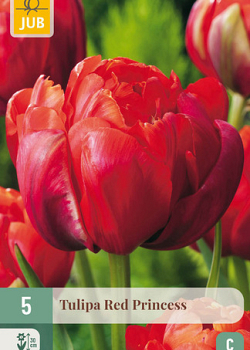 X   5 TULIPA RED PRINCESS 11/12