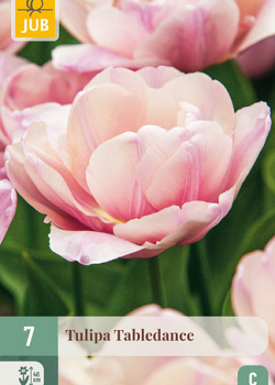 X   7 TULIPA TABLEDANCE 11/12