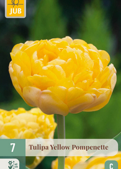 X   7 TULIPA YELLOW POMPENETTE 11/12