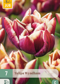 X   7 TULIPA WYNDHAM 11/12