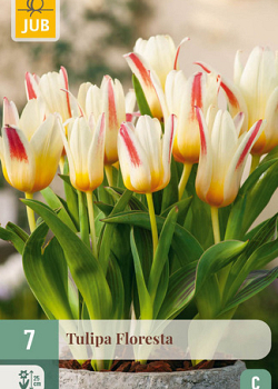 X   7 TULIPA FLORESTA 11/12