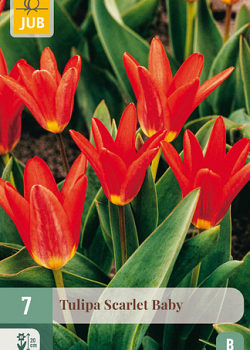 X   7 TULIPA SCARLET BABY 11/12