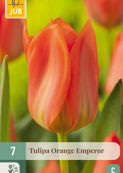 X   7 TULIPA ORANGE EMPEROR 11/12